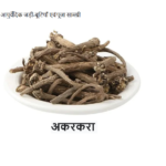 VK Akarkara, अकरकरा , Anacylus, Pyrethrum, Pellitory Root 200 gm