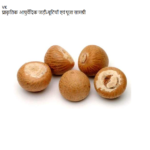 VK Whole Supari,सुपारी साबुत,Supari Sabut, Betel Nut 100 gm